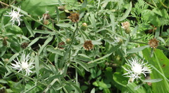 Centaurea