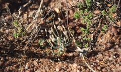 Eriospermum aphyllum