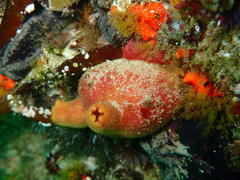 Ascidia incrassata