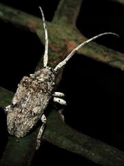 Crossotus stypticus stypticus