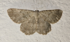 Dicrognophos sartata