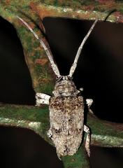 Crossotus stypticus stypticus