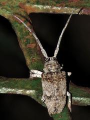 Crossotus stypticus stypticus