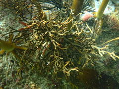 Bifurcariopsis capensis