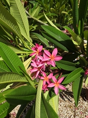 Nerium oleander