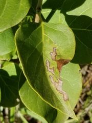 Gracillaria syringella