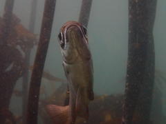 Boopsoidea inornata