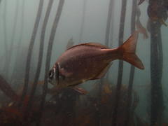 Boopsoidea inornata