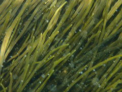 Brassicophycus sisymbrioides