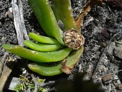 Glottiphyllum