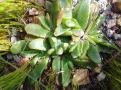 Glottiphyllum