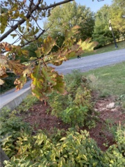 Quercus rubra