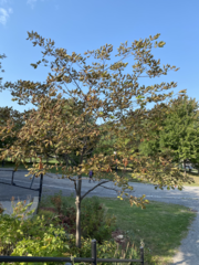 Quercus rubra