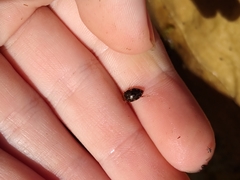 Laccophilus maculosus