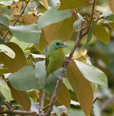 Vireolanius pulchellus