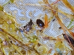 Laccophilus maculosus