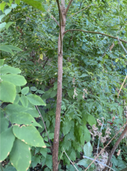 Juglans nigra