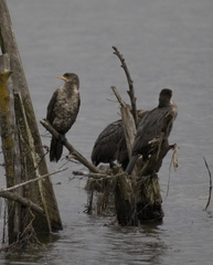 Nannopterum brasilianum brasilianum