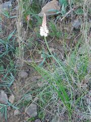 Bulbinella trinervis