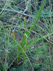 Bulbinella trinervis