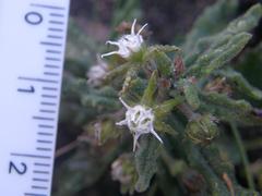 Aspidoglossum heterophyllum