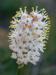 Bulbinella trinervis