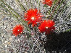 Drosanthemum lavisii