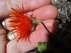 Drosanthemum lavisii