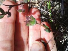 Drosanthemum lavisii