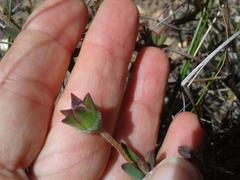 Drosanthemum lavisii