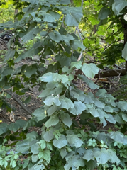 Tilia americana