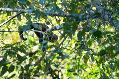 Sapajus xanthosternos