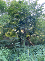 Tilia americana