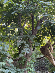 Tilia americana