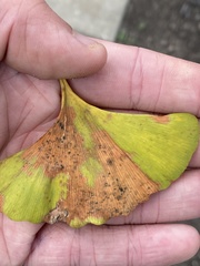 Bartheletia paradoxa