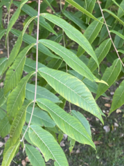 Juglans nigra