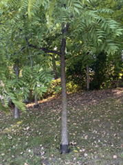 Juglans nigra