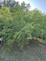 Juglans nigra