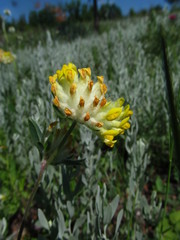 Anthyllis vulneraria polyphylla