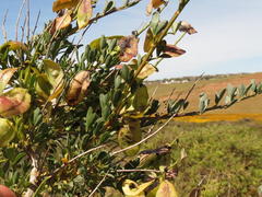 Wiborgia fusca macrocarpa