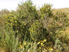 Wiborgia fusca macrocarpa
