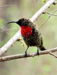 Chalcomitra senegalensis gutturalis