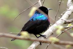 Cinnyris bifasciatus microrhynchus