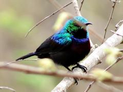 Cinnyris bifasciatus microrhynchus