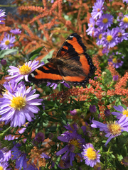 Aglais milberti viola