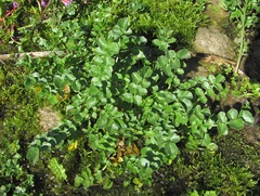 Cardamine uliginosa
