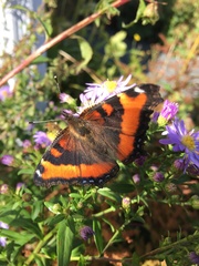 Aglais milberti viola