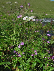 Cardamine uliginosa