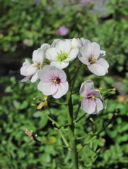 Cardamine uliginosa