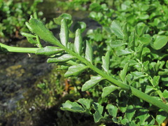 Cardamine uliginosa